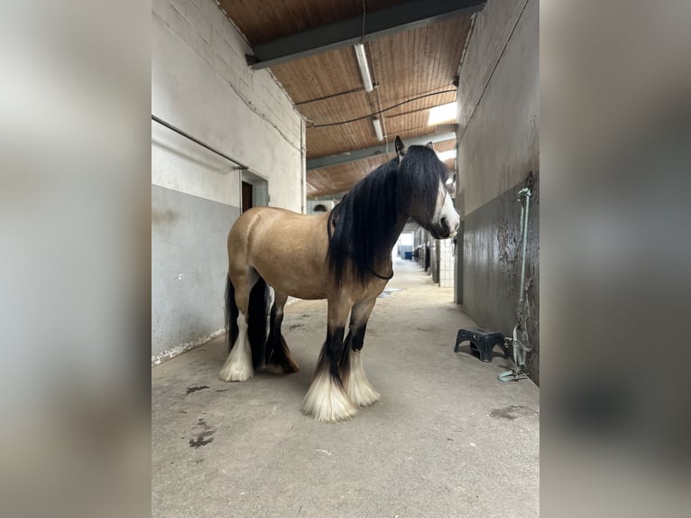 Gypsy Horse Gelding 5 years 12,3 hh Buckskin in Weiterstadt