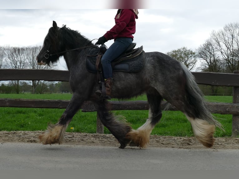 Gypsy Horse Gelding 5 years 13,1 hh Black in Lathen