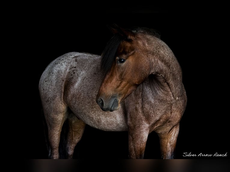 Gypsy Horse Mix Gelding 5 years 13,2 hh Roan-Bay in Ocala, FL