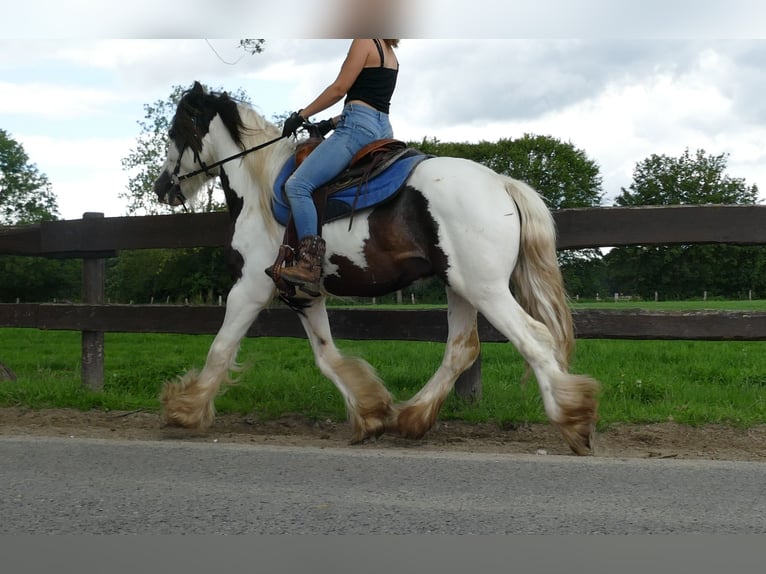 Gypsy Horse Gelding 5 years 13,3 hh Pinto in Lathen