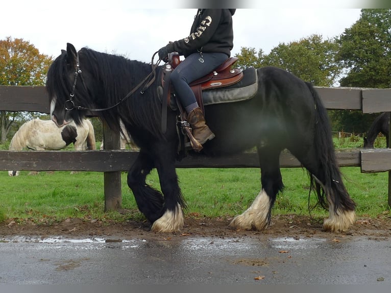 Gypsy Horse Gelding 5 years 13 hh Black in Lathen