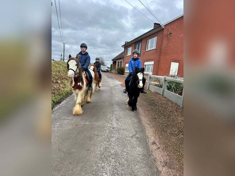 Gypsy Horse Gelding 5 years 13 hh Pinto in Bogaarden