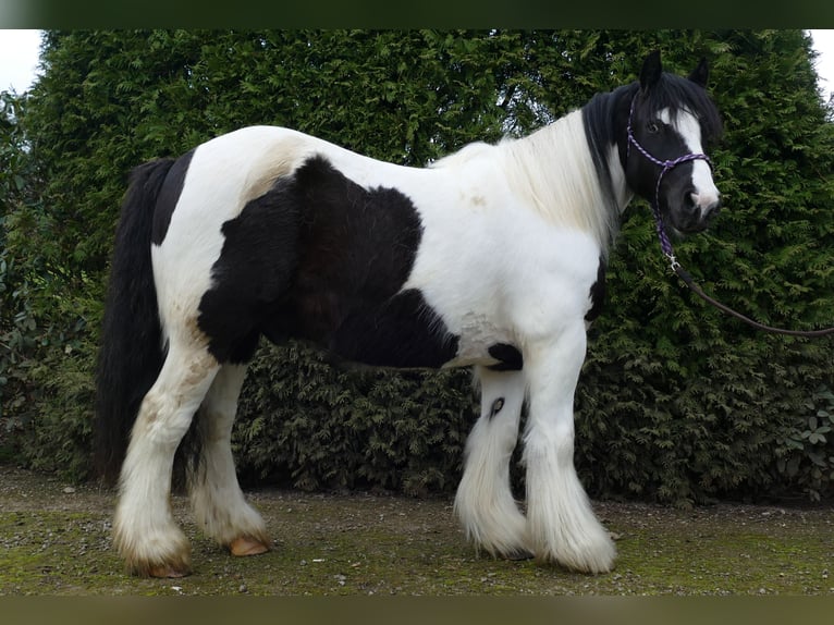 Gypsy Horse Gelding 5 years 13 hh Pinto in Lathen