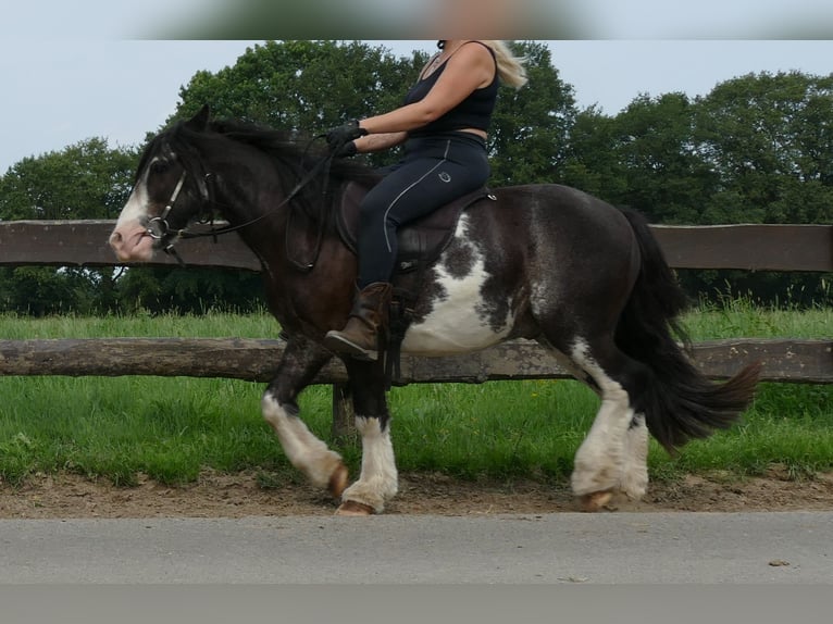 Gypsy Horse Gelding 5 years 13 hh Pinto in Lathen