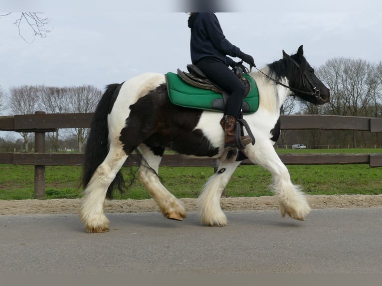 Gypsy Horse Gelding 5 years 13 hh Pinto in Lathen