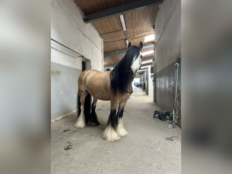 Gypsy Horse Gelding 5 years 13,1 hh Buckskin in Weiterstadt, Germany