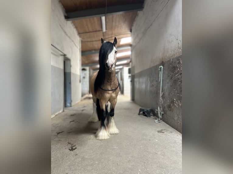 Gypsy Horse Gelding 5 years 13,1 hh Buckskin in Weiterstadt, Germany