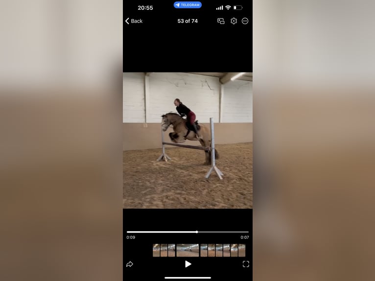 Gypsy Horse Gelding 5 years 13,1 hh Buckskin in Weiterstadt, Germany