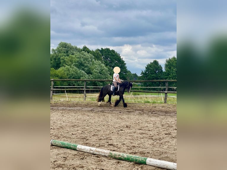 Gypsy Horse Gelding 5 years 13,2 hh Smoky-Black in Norderstedt