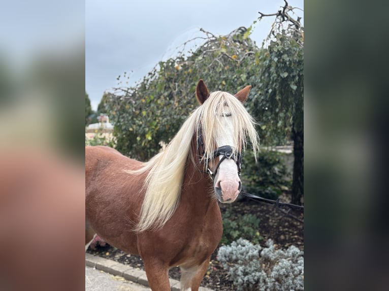 Gypsy Horse Gelding 5 years 13,3 hh Chestnut in Iggingen