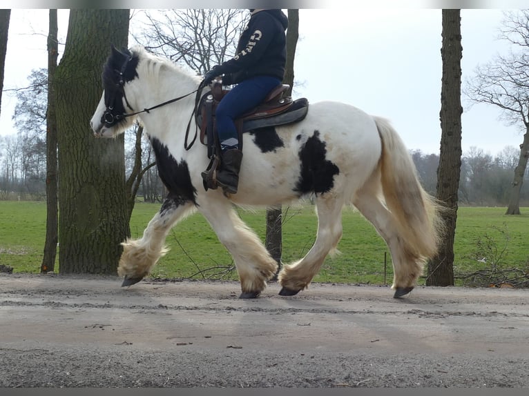 Gypsy Horse Gelding 5 years 13,3 hh Pinto in Lathen