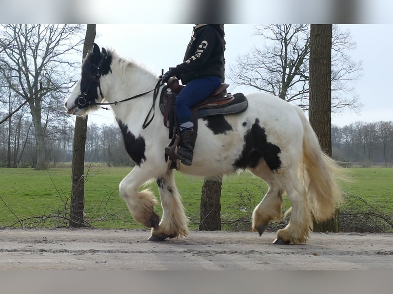 Gypsy Horse Gelding 5 years 13,3 hh Pinto in Lathen