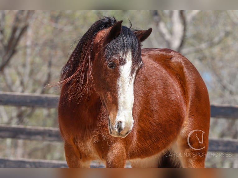 Gypsy Horse Mix Gelding 5 years 14,1 hh Bay in Clover, SC
