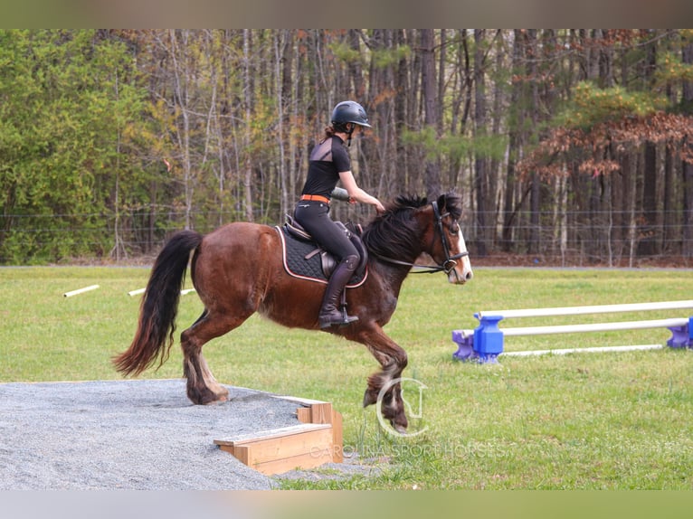 Gypsy Horse Mix Gelding 5 years 14,1 hh Bay in Clover, SC