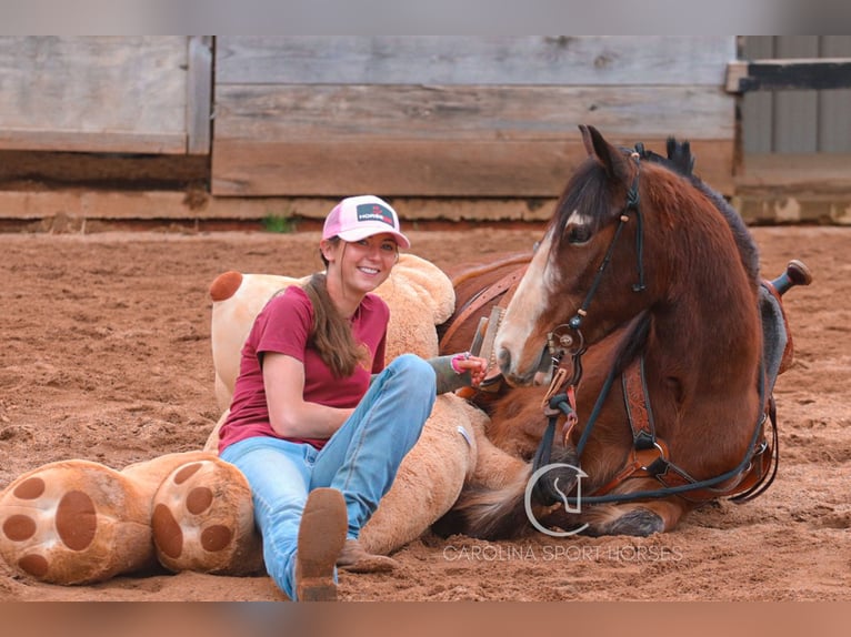 Gypsy Horse Mix Gelding 5 years 14,1 hh Bay in Clover, SC