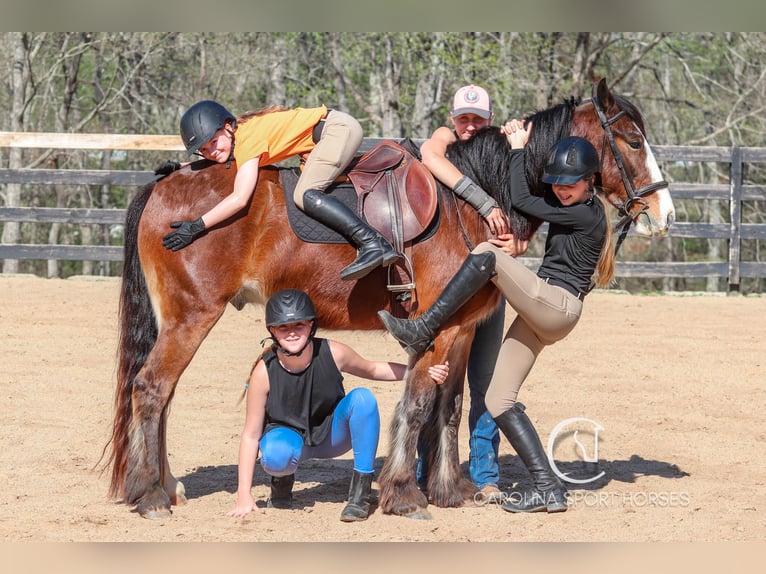 Gypsy Horse Mix Gelding 5 years 14,1 hh Bay in Clover, SC