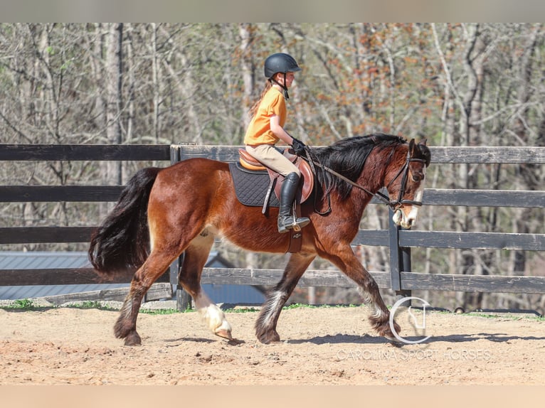 Gypsy Horse Mix Gelding 5 years 14,1 hh Bay in Clover, SC