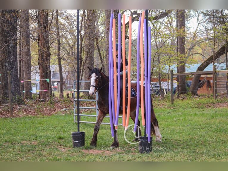 Gypsy Horse Mix Gelding 5 years 14,1 hh Bay in Clover, SC