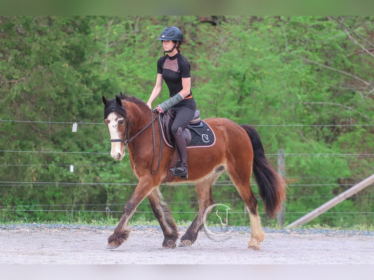 Gypsy Horse Mix Gelding 5 years 14,1 hh Bay in Clover, SC