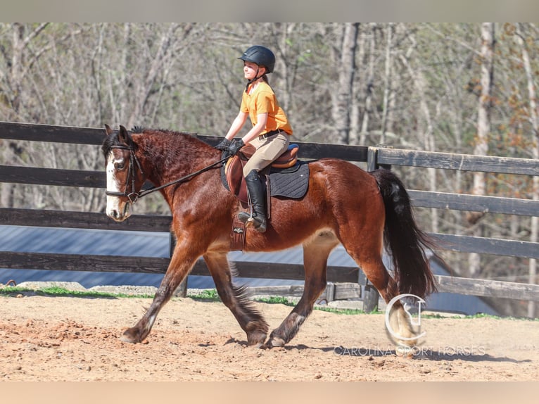 Gypsy Horse Mix Gelding 5 years 14,1 hh Bay in Clover, SC