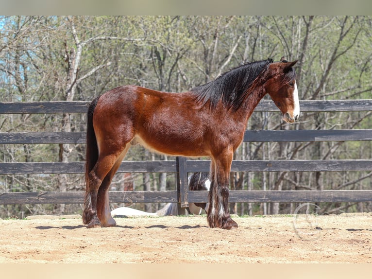 Gypsy Horse Mix Gelding 5 years 14,1 hh Bay in Clover, SC
