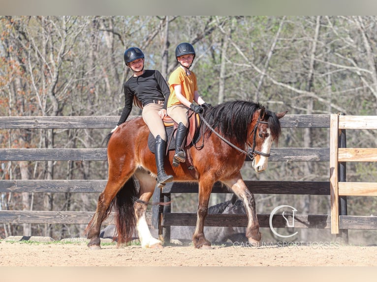 Gypsy Horse Mix Gelding 5 years 14,1 hh Bay in Clover, SC