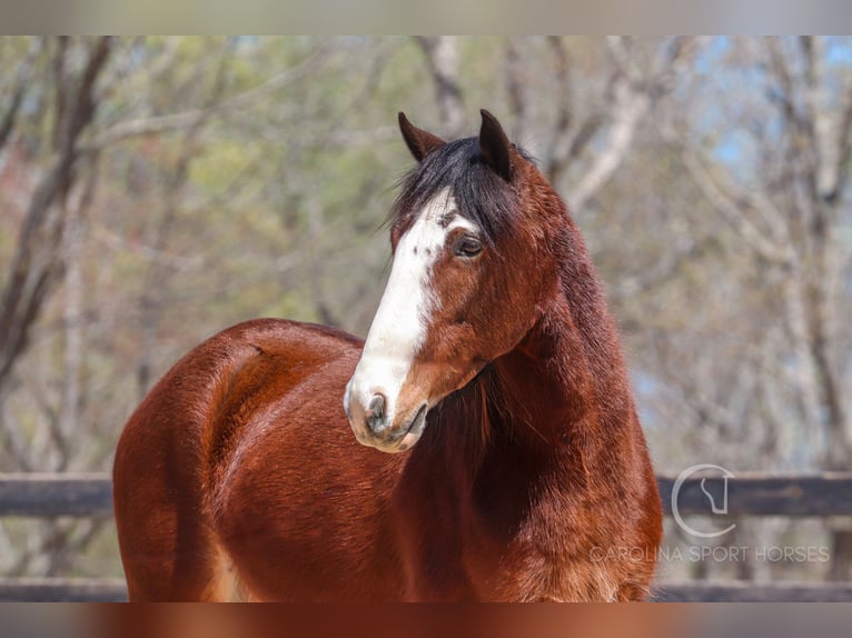 Gypsy Horse Mix Gelding 5 years 14,1 hh Bay in Clover, SC