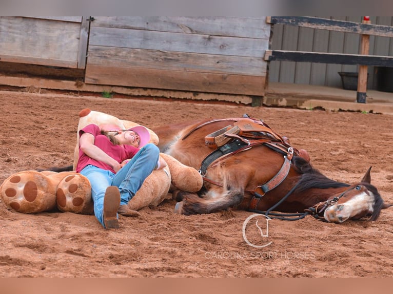 Gypsy Horse Mix Gelding 5 years 14,1 hh Bay in Clover, SC