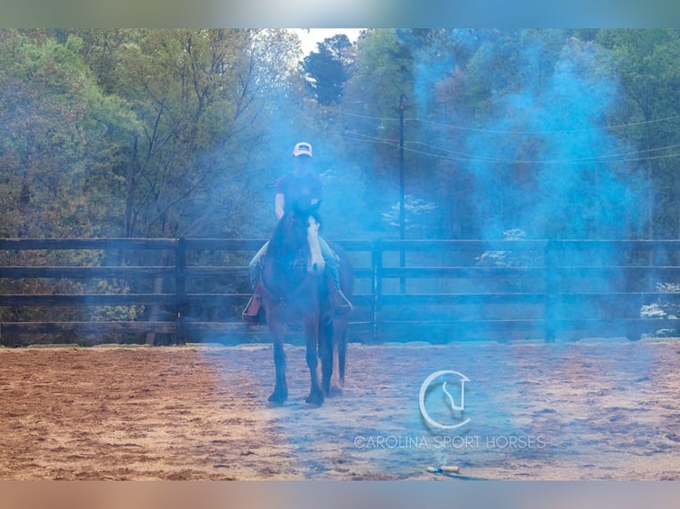 Gypsy Horse Mix Gelding 5 years 14,1 hh Bay in Clover, SC