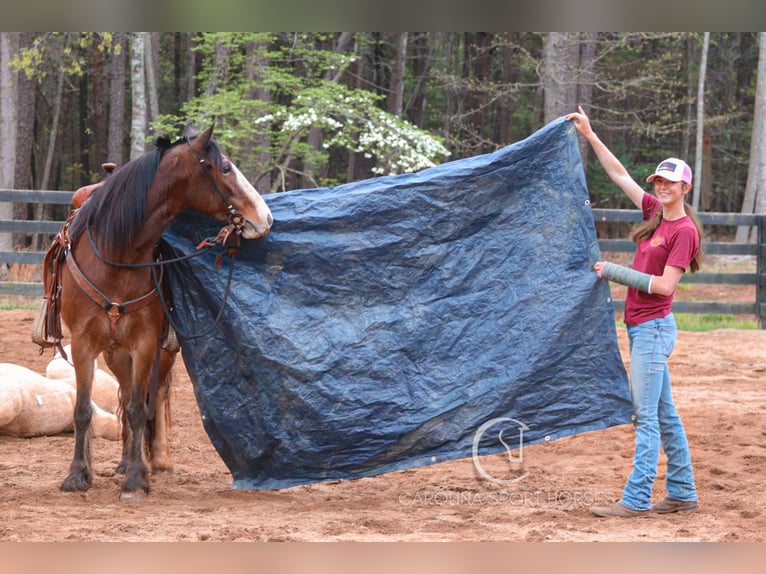 Gypsy Horse Mix Gelding 5 years 14,1 hh Bay in Clover, SC