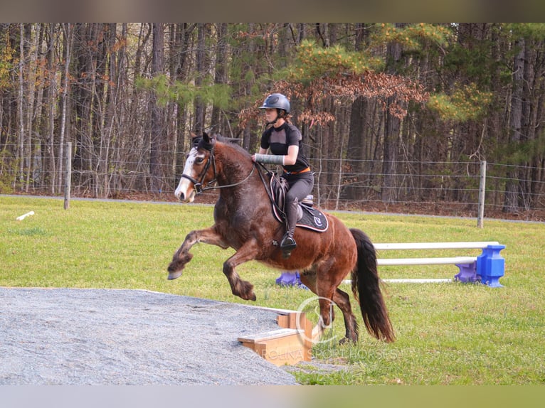 Gypsy Horse Mix Gelding 5 years 14,1 hh Bay in Clover, SC