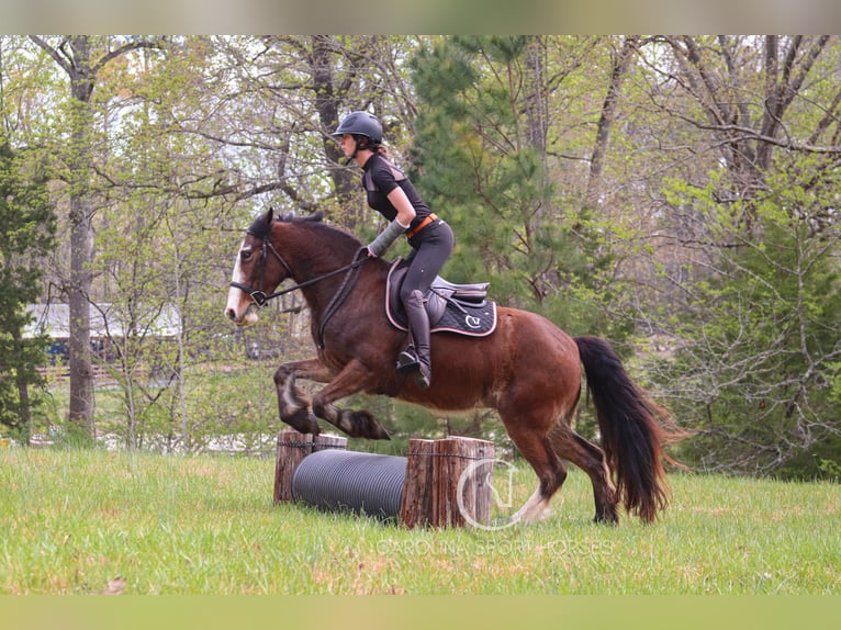 Gypsy Horse Mix Gelding 5 years 14,1 hh Bay in Clover, SC