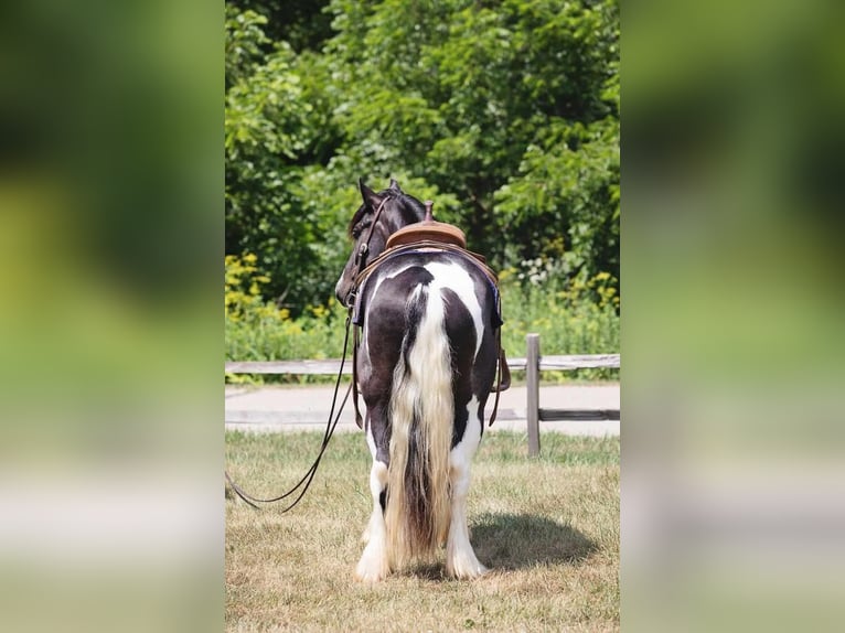 Gypsy Horse Gelding 5 years 14,1 hh in Dodgeville, WI