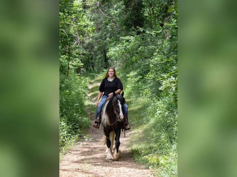 Gypsy Horse Gelding 5 years 14,1 hh in Dodgeville, WI