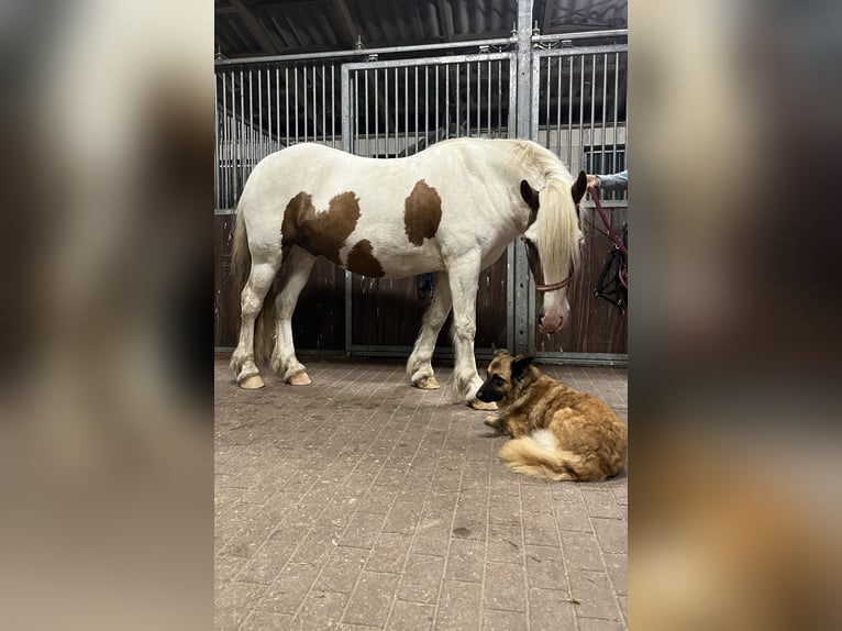 Gypsy Horse Gelding 5 years 14,1 hh Pinto in Rolofshagen