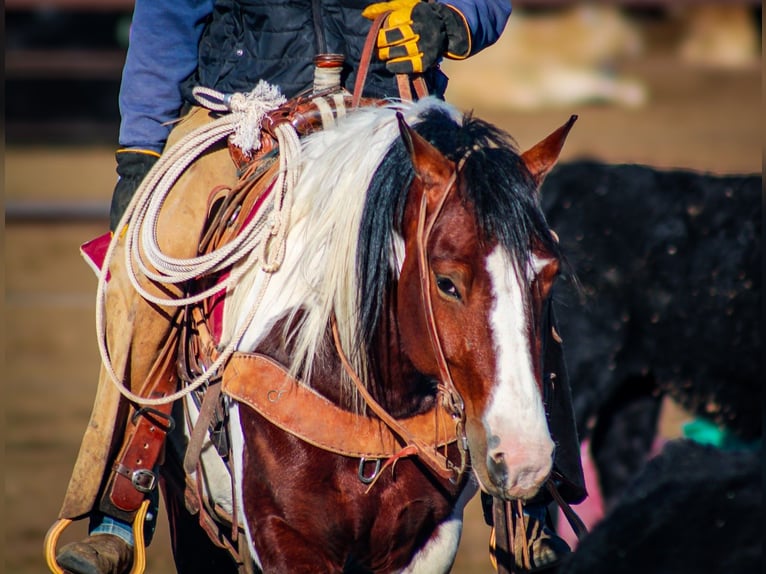 Gypsy Horse Mix Gelding 5 years 14.1 hh Pinto in Amarillo