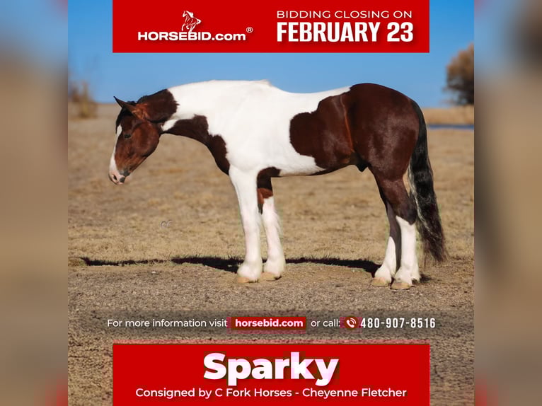 Gypsy Horse Mix Gelding 5 years 14.1 hh Pinto in Amarillo