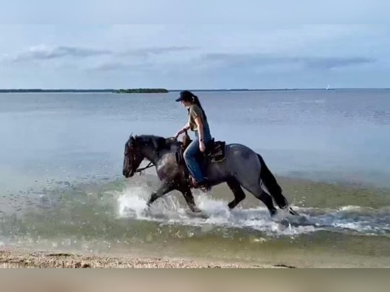 Gypsy Horse Gelding 5 years 14,1 hh Roan-Blue in Mims FL
