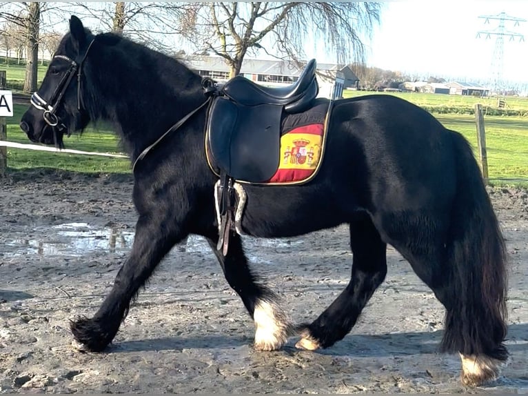 Gypsy Horse Gelding 5 years 14,2 hh Black in Zwartewaal