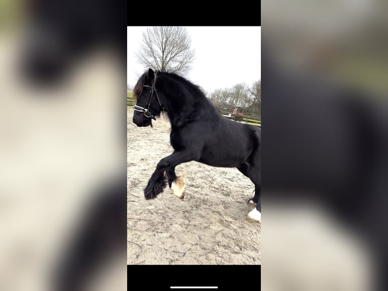 Gypsy Horse Gelding 5 years 14,2 hh Black in Zwartewaal