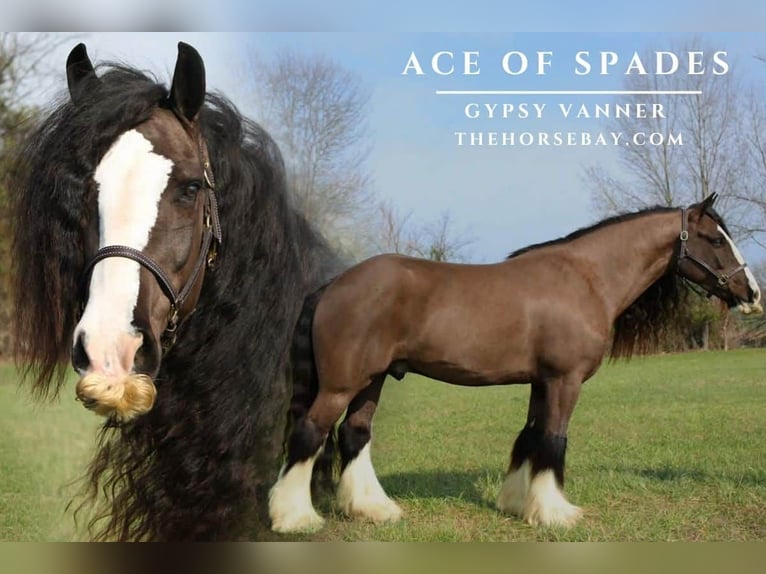 Gypsy Horse Gelding 5 years 14.2 hh Black in Cedar Hill, TN