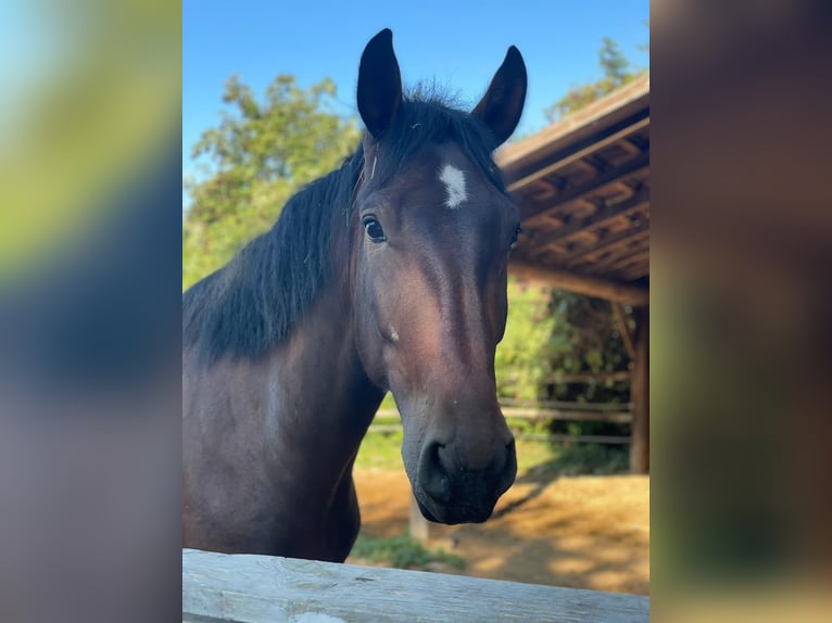 Gypsy Horse Mix Gelding 5 years 14,2 hh Brown in Winkl