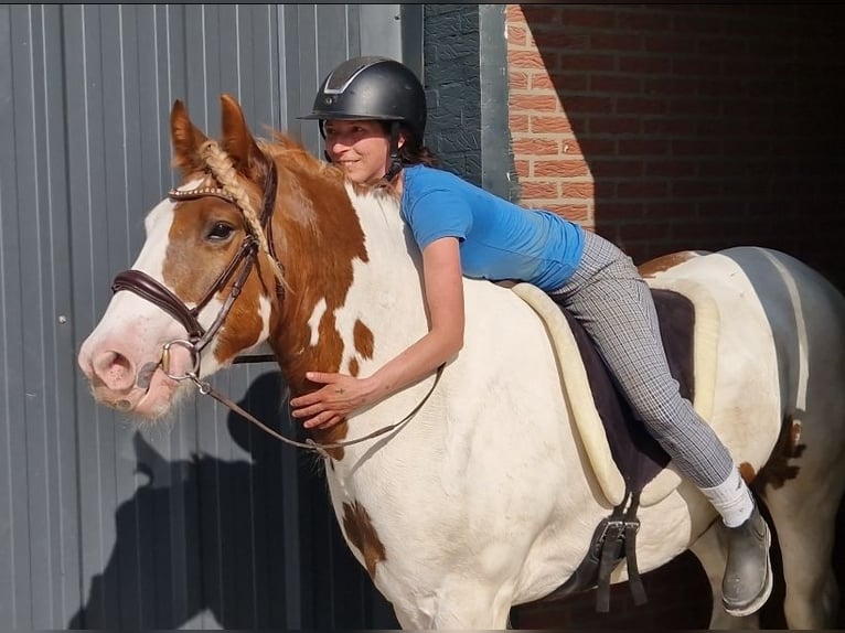 Gypsy Horse Gelding 5 years 14.2 hh Pinto in Nettetal