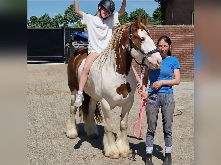 Gypsy Horse Gelding 5 years 14.2 hh Pinto in Nettetal
