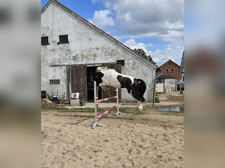 Gypsy Horse Gelding 5 years 14.2 hh Pinto in Drebber