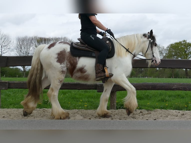 Gypsy Horse Gelding 5 years 14,2 hh Pinto in Lathen