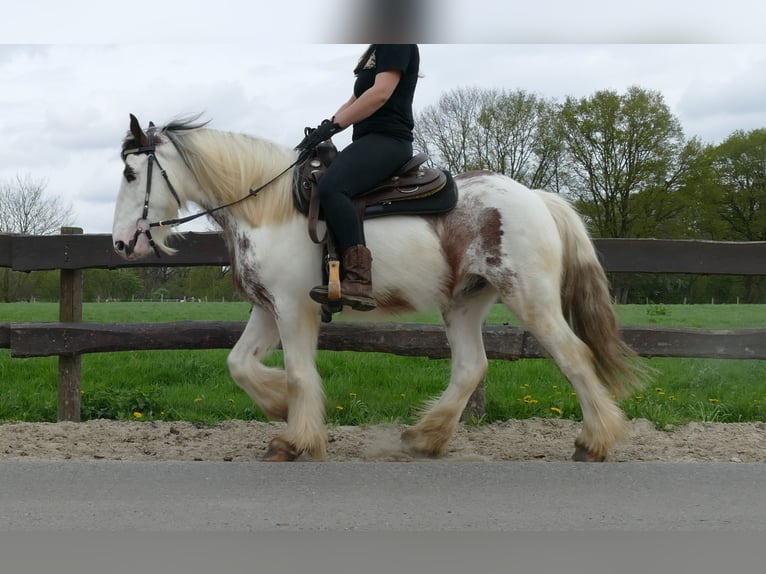 Gypsy Horse Gelding 5 years 14,2 hh Pinto in Lathen