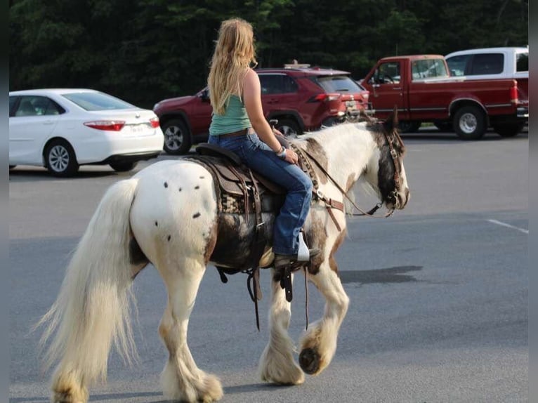 Gypsy Horse Gelding 5 years 14,2 hh Pinto in Allenwood, PA