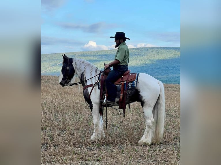 Gypsy Horse Gelding 5 years 14,2 hh Pinto in Allenwood, PA