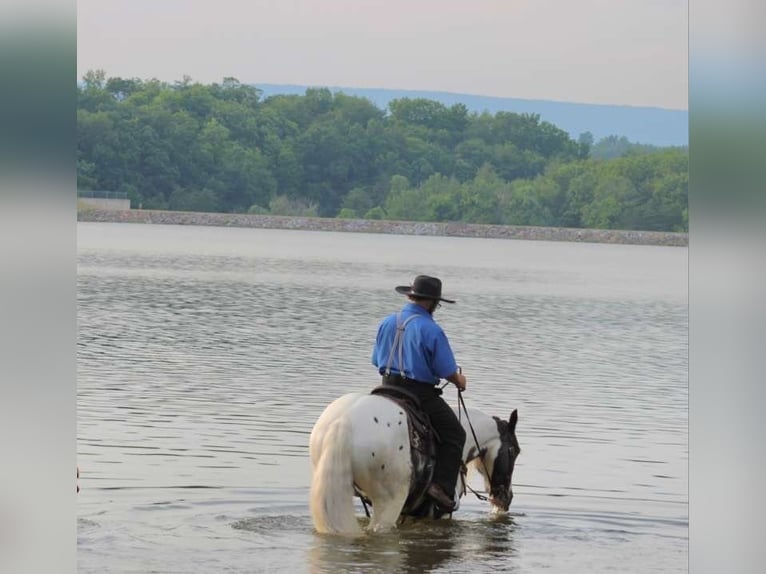 Gypsy Horse Gelding 5 years 14,2 hh Pinto in Allenwood, PA